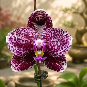 May include: A Phalaenopsis orchid flower with deep purple and white spotted petals. The center features a complex structure with white, yellow, and magenta accents. The flower is supported by a thin brown stem held by a small, dark gray floral clip.