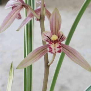 Highly Fragrant Cymbidium Ensifolium “white knight” two growths with variegated leaves