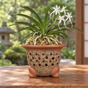 May include: A Neofinetia falcata orchid with long green leaves and white star-shaped flowers planted in a terracotta pot. The pot features a decorative lattice pattern with blue and yellow marbled accents and stands on three rounded feet.