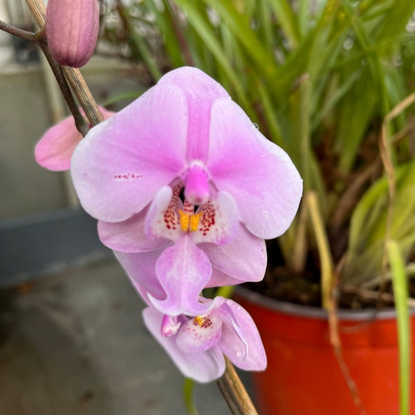 Bloomed phalaenopsis s schilleriana “pinky” with round leaves