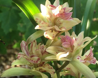 Highly Fragrant Cymbidium Ensifolium Fancy Butterfly of Fuji Mountain 富山奇蝶 three growths