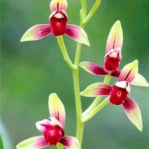 May include: A tall, slender orchid stem featuring four distinct flowers. Each blossom displays vibrant deep red central petals surrounded by pale, light green outer petals with subtle red veining. The stem is a bright, solid light green color.