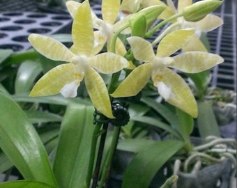 Bloom size Phalaenopsis hieroglyphica var. flava very rare green flower orchid Not in bloom