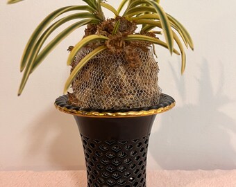 The black porcelain pot decorated with authentic gold, Orchid pots for neofinetia Fukiran or other orchids