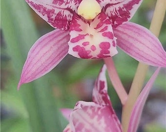 Fragrant bloom size Cymbidium ensifolium “Red lady” 红三娘 two growth