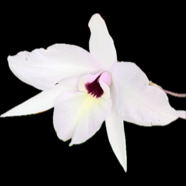 Bloomed  laelia rubescens