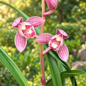 May include: A Cymbidium orchid plant featuring two fully bloomed flowers and one bud on a central stem. The petals are a soft pink with darker pink veins, while the central labellum is white with deep magenta spots and a pale yellow center.