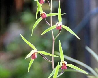 Cymbidium Kanran Makino Orchid - Fragrant, Previously Bloomed, - 'The Redness in The Snow' 寒兰 雪中红 - two Growth and one new shoot