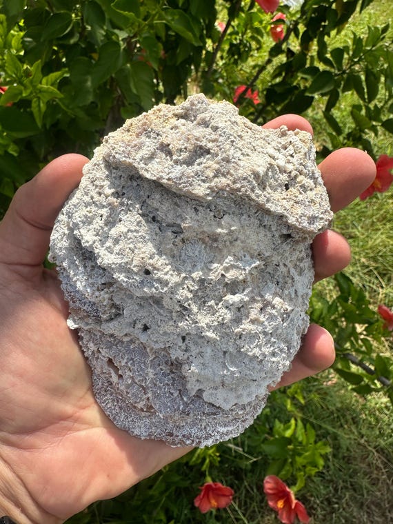 Agatized Fossil Coral Geode Pair Rare Color Cut & Polished Uv