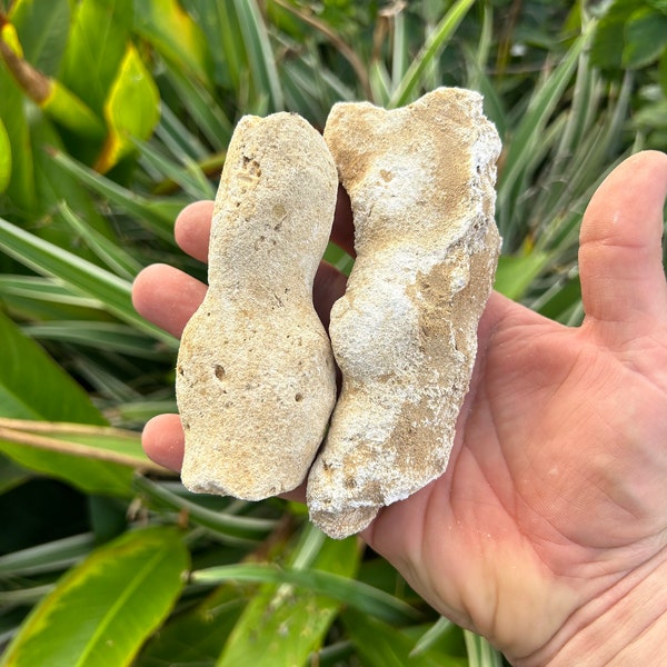 Two Fingers - Uncut agatized coral Rare color and formation