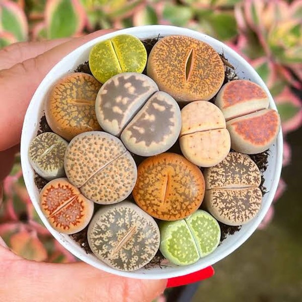 Lithops Seeds Mix - 50/100/200 Succulent Seeds Cactus Seeds - At least 50 types of Lithops Seeds