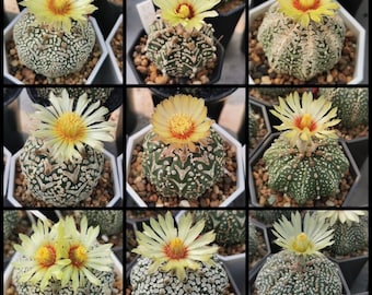 150 Mix SEEDS Cactus ASTRO Astrophytum Superkabuto, V TYPE, myriostigma, Kikko, Variegate, 5 Ribs