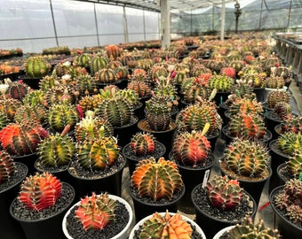 150.pcs Gymnocalycium variegate mix Cactus Seeds (marble, PDM, T- Lux, T- Rex, Mihanovichii, Day Dream)