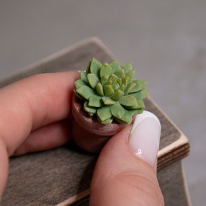 Miniature potted succulent, Plants for dolls, Dollhouse plants, Dioramas accessories, scale 1 6
