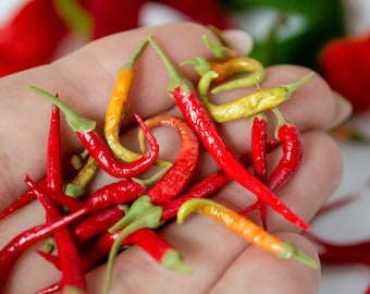 Miniatur Peperoni, Mini Chili Paprika, Gemüse für eine Puppenstube, Maßstab 1/6, Maßstab 1/12, Miniaturküche