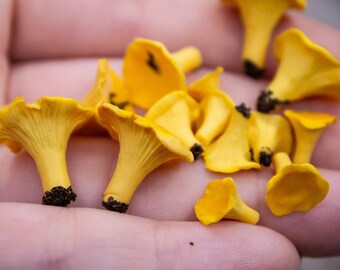 Realistic miniature mushrooms 1/6 scale, Realistic mushroom chanterelle, Mushrooms for a dollhouse, Realistic mushrooms from polymer clay