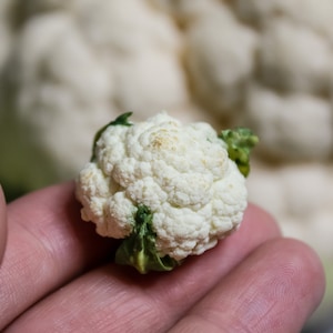 Miniatur Blumenkohl 1/6 Maßstab, 1/12 Maßstab, Mini Gemüse für ein Puppenhaus, Obst für Puppen