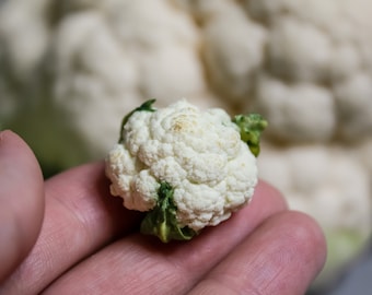 Miniatur Blumenkohl 1/6 Maßstab, 1/12 Maßstab, Mini Gemüse für ein Puppenhaus, Obst für Puppen