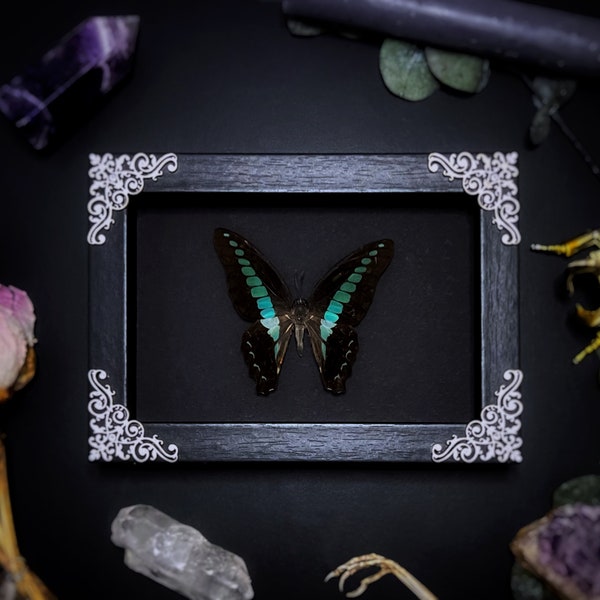 Swarovski | Mariposa Graphium en el marco y adornos engastados con auténticas piedras Swarovski| Entomología | preparación | Único | gótico