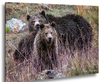 Hellroaring Grizzly and Cub Photo Print | Yellowstone Bear Wall Art | Wildlife Photography | Bear Lover Gift (1HNY)