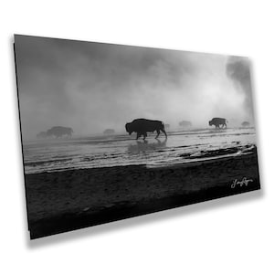 Yellowstone Bison in the Mist, Western Wall Art, Black & White