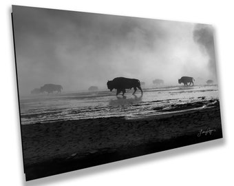 Yellowstone Bison in the Mist, Western Wall Art, Black & White