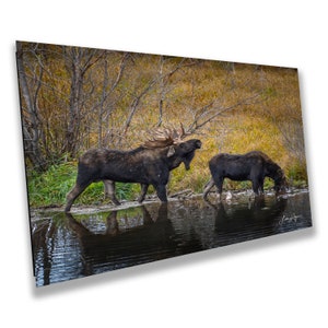 Hoback, berühmter Bulle des Grand Teton National Park, Western Wall Art, für Haus oder Büro, Papier, Leinwand, Metall und Acryloptionen