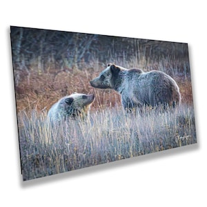 Intime Grizzly Sow and Cub Wandkunst, ""Blondie"", Grand-Teton-Nationalpark, für Zuhause, Büro, Wohnheim, Papier, Leinwand, Metall und Acryl."