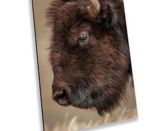 Yellowstone Bison Art Print | Buffalo Portrait Wall Art | Graybeard in Hayden Valley | National Park Wildlife Photography (1VNY)