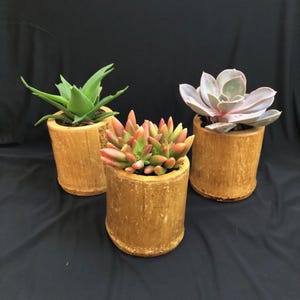 Bamboo Plant Holders Set Of Three