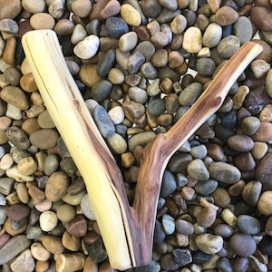 14&quot; Two Tone Manzanita Wood Branch, Aquarium Driftwood, Terrarium Decor, Aquascape Wood, Tank Decor