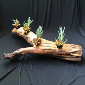 Esposizione di piante succulente Manzanita Home Decor