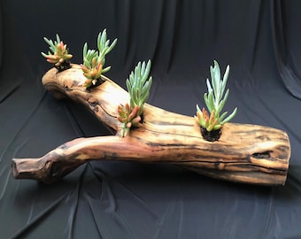 Exhibición de plantas suculentas Manzanita Home Decor