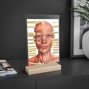 Può includere: Un'illustrazione anatomica dettagliata dei muscoli del viso, che mostra i nomi di ciascun muscolo in lettere dorate. L'illustrazione è su sfondo bianco ed è incorniciata in una cornice di vetro trasparente.