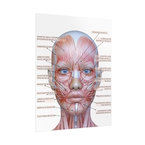 Customized with Logo Female Facial Anatomy Muscles Rolled Poster, MedSpa Nurse Injector Poster, Neurotoxin Botox Poster