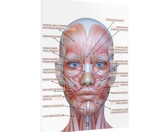 Customized with Logo Female Facial Anatomy Muscles Rolled Poster, MedSpa Nurse Injector Poster, Neurotoxin Botox Poster