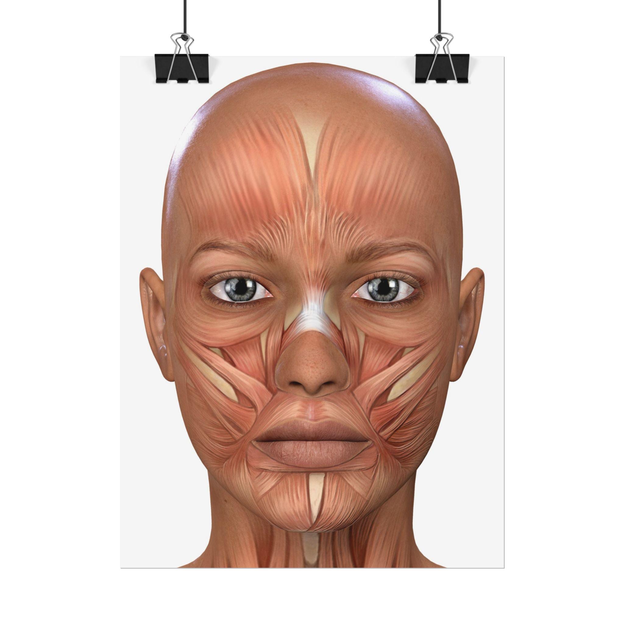 Anatomy Rolled Poster Etsy Anatomy Rolled Poster Etsy