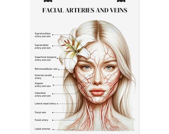 Facial Arteries and Veins Labelled - Rolled Poster