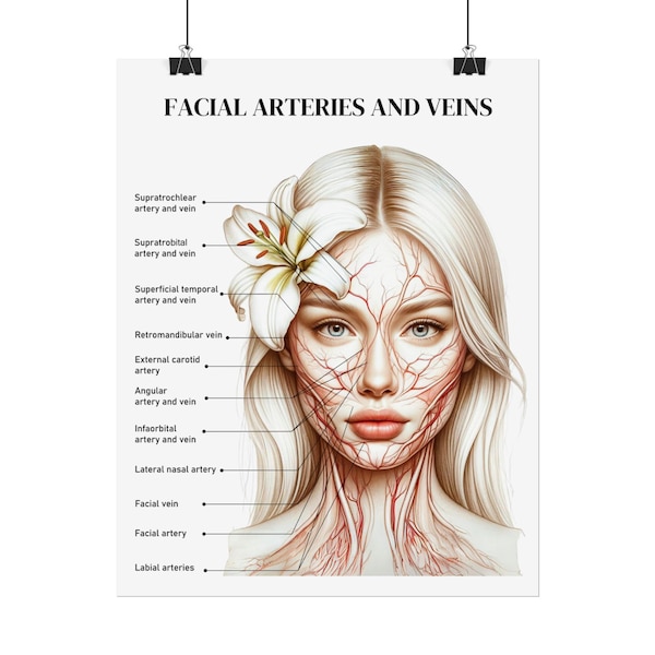 Arterias y venas faciales etiquetadas - Póster enrollado