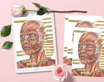 Female Facial Muscles Labeled, Aesthetic Injector Consultation Tool download