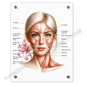 Può includere: Un'illustrazione anatomica dettagliata dei muscoli del viso, che mostra i nomi di ciascun muscolo. L'illustrazione è su sfondo bianco e presenta una donna con i capelli biondi.