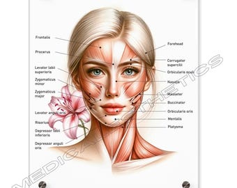 Female Facial Muscles Labeled, Cosmetic Injector Tool, Facial Anatomy Visual Aid, Facial Muscles Acrylic Dry-Erase Board, Med-Spa Wall Art