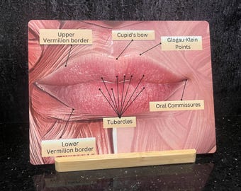 Facial Anatomy LIp Anatomy Medical Spa Board, Medspa Practitioner Consultation Tool
