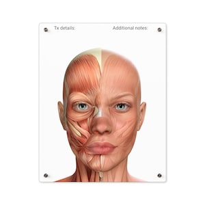 Può includere: Un'illustrazione anatomica dettagliata dei muscoli facciali, che mostra i muscoli da un lato del viso e la pelle dall'altro lato. L'illustrazione è su uno sfondo bianco con il testo "Tx details:" e "Additional notes:" in alto.