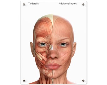 Facial Anatomy Acrylic Dry Erase Board for Note Taking/Charting, Facial Muscles, Cosmetic Nurse Doctor Injector Tool, Training Visual Aid