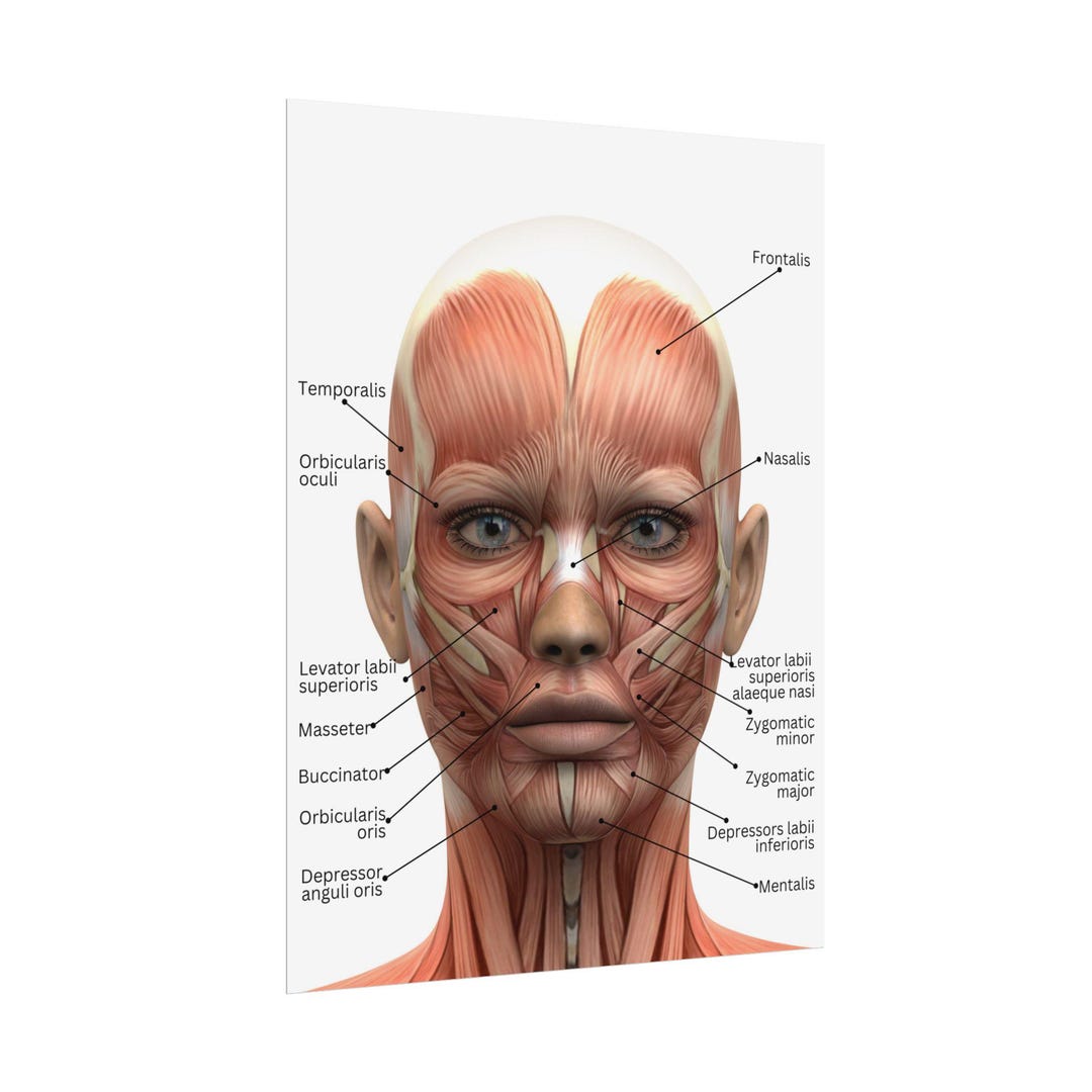 Facial Muscles Anatomy Rolled Poster | Educational Wall Art, Anatomy ...