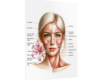 Female Facial Anatomy Muscles Rolled Poster, MedSpa Nurse Injector Poster, Neurotoxin Botox Poster