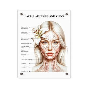 Può includere: Uno schema delle arterie e delle vene facciali, illustrato sul viso di una donna con un fiore bianco nei capelli. Lo schema mostra la posizione dell'arteria e della vena supratrocleare, dell'arteria e della vena supratrobitale, dell'arteria e della vena temporale superficiale, della vena retromandibolare, dell'arteria carotide esterna, dell'arteria e della vena angolare, dell'arteria e della vena infraorbitale, dell'arteria nasale laterale, della vena facciale, dell'arteria facciale e delle arterie labiali.