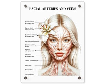 Facial Artery and Vein Labeled, Cosmetic Injector Tool, Facial Anatomy Visual Aid, Facial Muscles Acrylic Dry-Erase Board, Med-Spa Wall Art