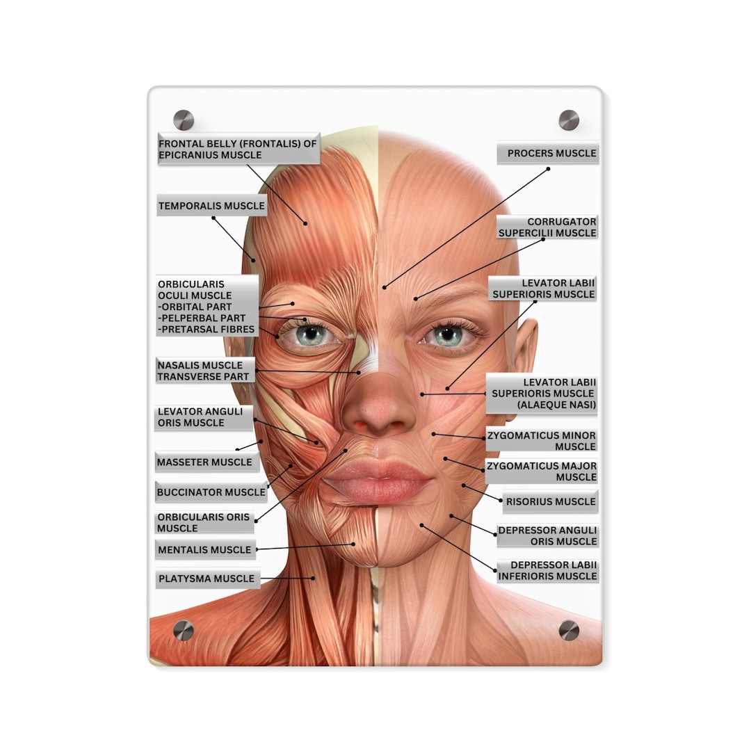 Muscles Labeled Cosmetic Injector ToolAnatomy Visual Muscles Labeled Cosmetic Injector ToolAnatomy Visual